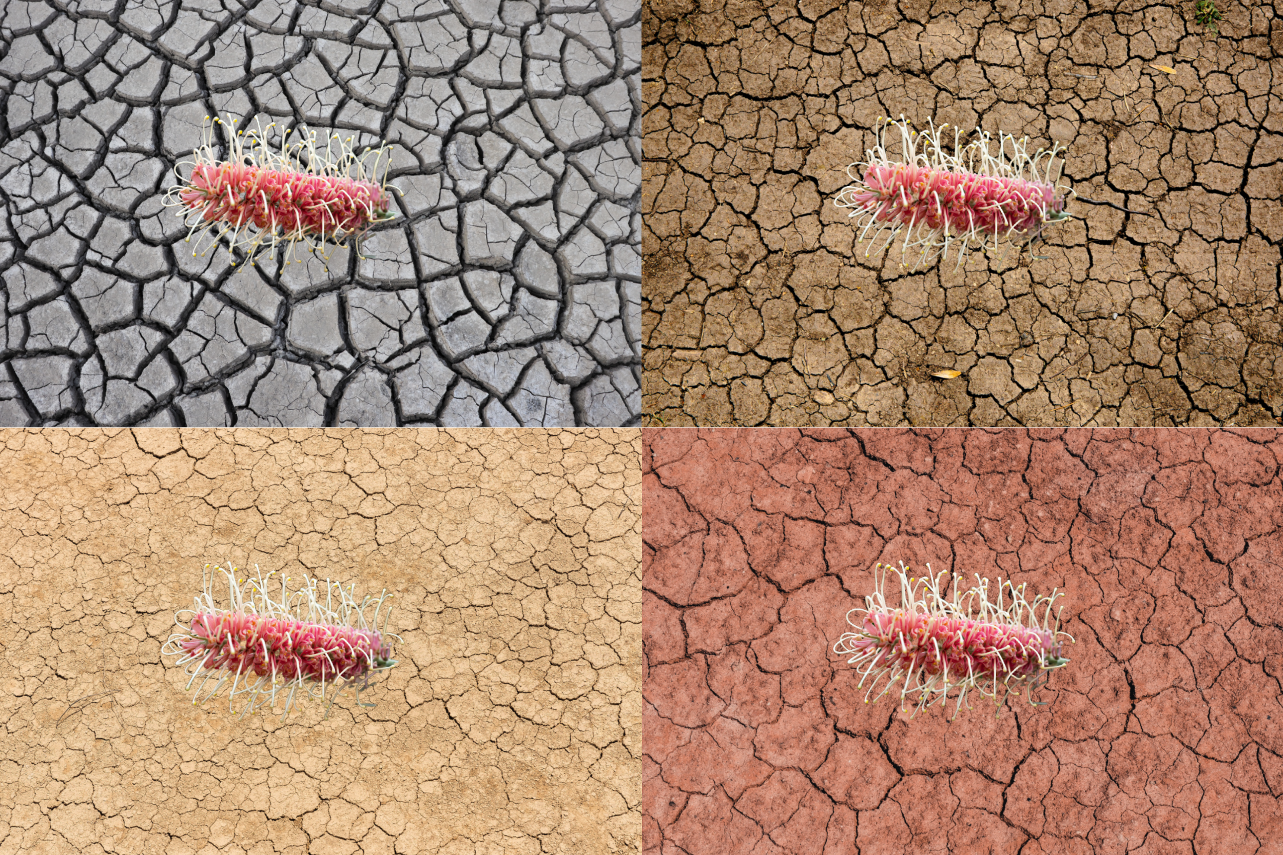 Drought-stressed grevillea