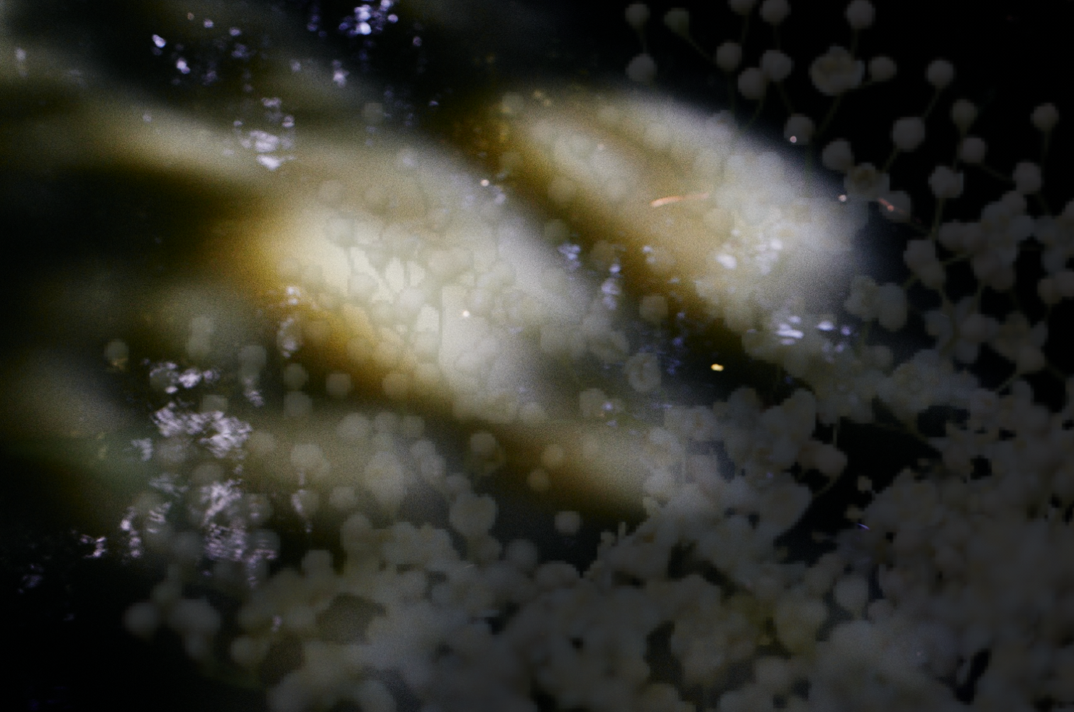 Elderflower in water
