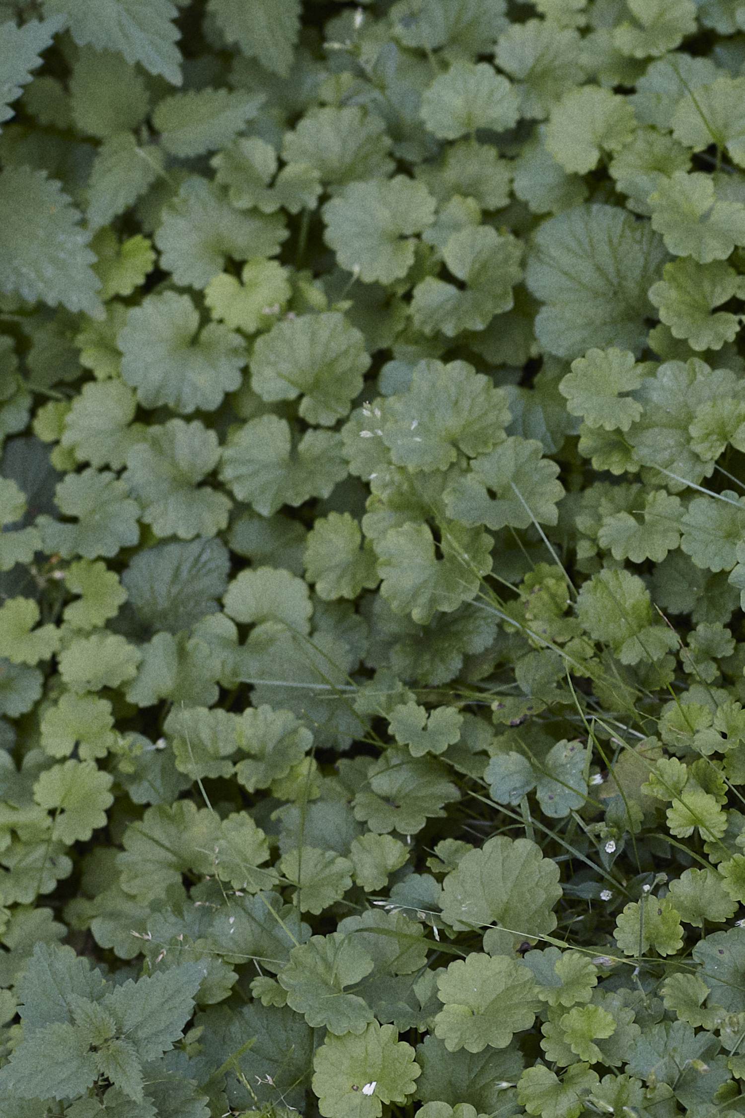 Gundermann (ground ivy) — photograph by Linsey Rendell